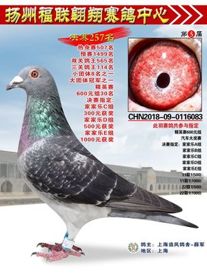 信鸽在线拍卖平台