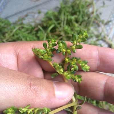 请问这个是什么植物?看着像马齿苋,又像多肉,开黄花! - 易双鹏的回答 - 