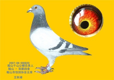 鞍山·双鹏鸽舍_赛鸽资讯网商城